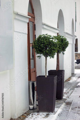 Fototapeta Naklejka Na Ścianę i Meble -  snow-covered ornamental tree in the pot stands on the street
