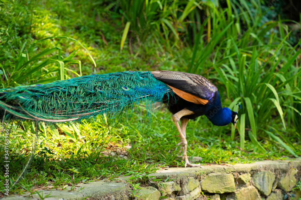 Naklejka premium A beautiful manicured peacock walks in a green bird park.