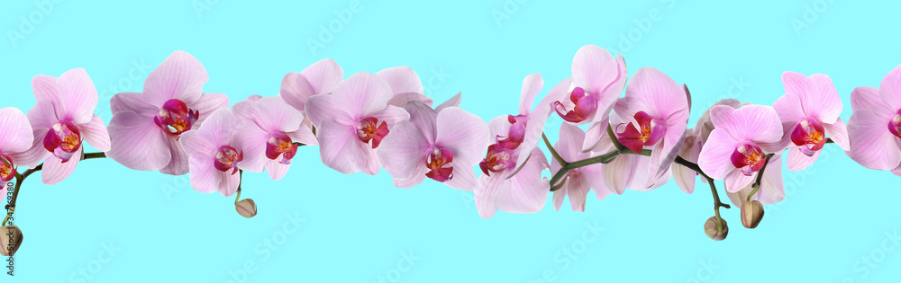 Branch of beautiful orchid on turquoise background. Banner design