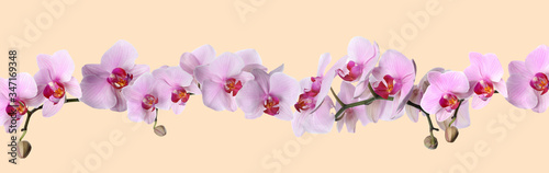 Branch of beautiful orchid on beige background. Banner design