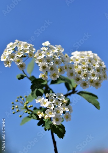 cherry tree blossom