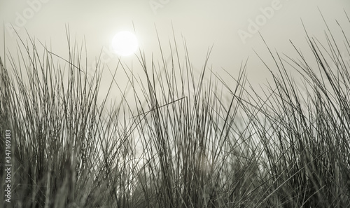 Vászonkép Sonnenuntergang und Dünengras am Meer