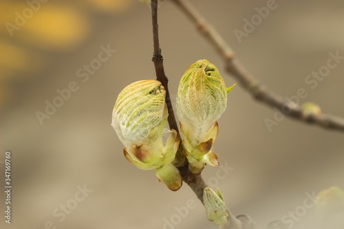 The horse chestnut kidney is spreading out on a branch