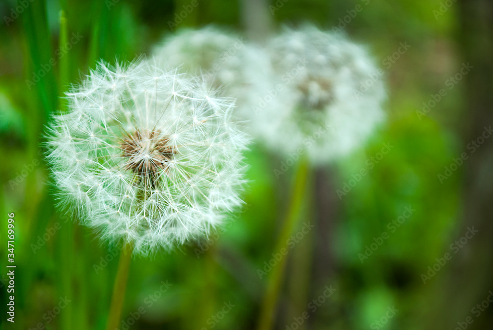 Fototapeta premium dandelions in the garden, selective focus