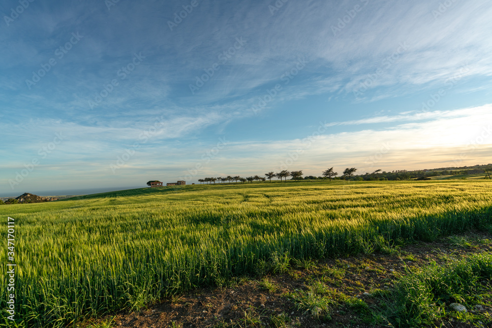 Isolate farmhouse in a green field at sunset