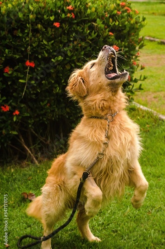 golden retriever dog