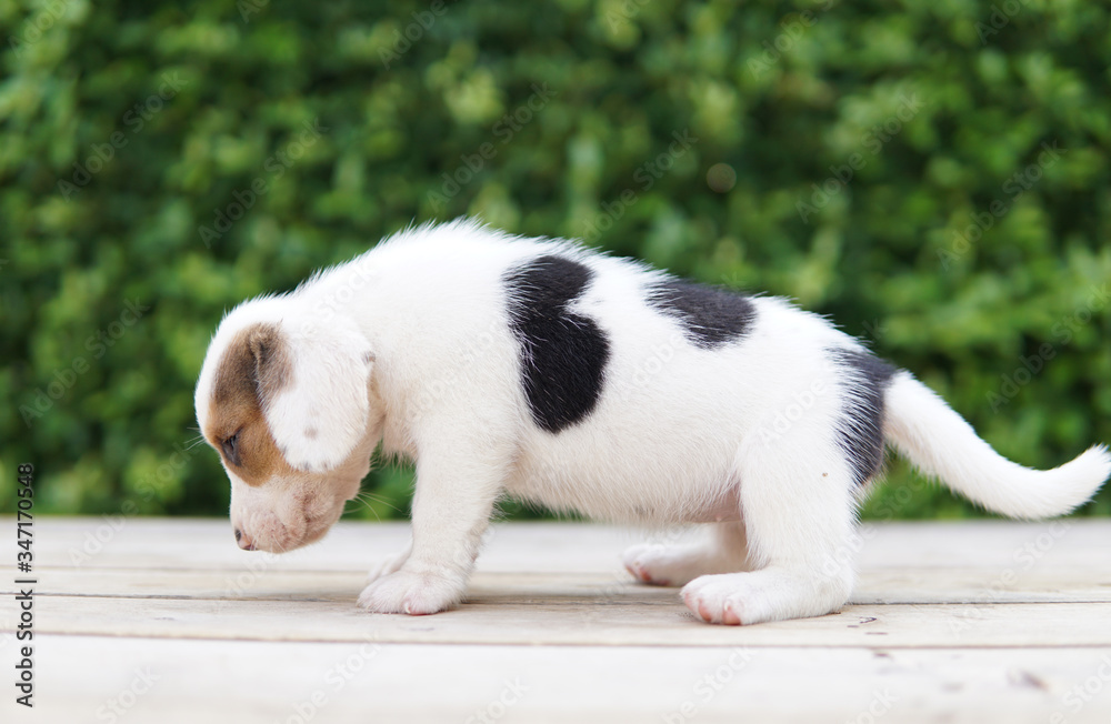Beagle dog on blurred green background with copy space for advertisement. Beagle dog on blurred green background with copy space for advertisement.