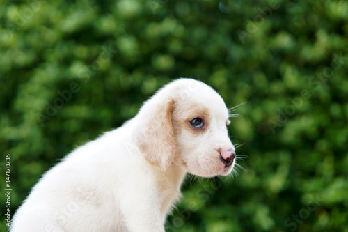 Beagle puppy on blur background