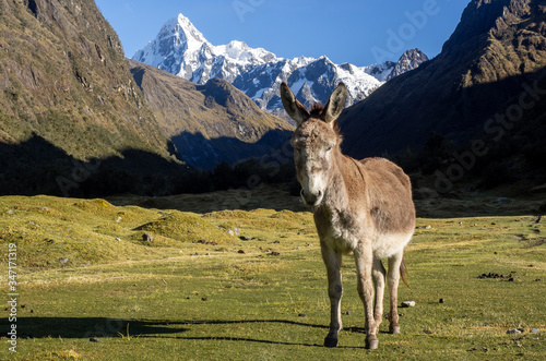 Donkey in front of a mountain range