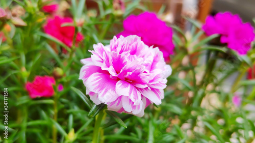 pink flowers in the garden