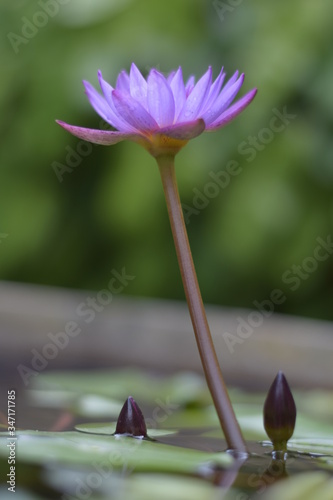 The Beauty Of Nature Flowers