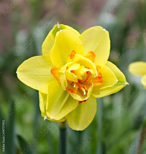 daffodils in spring