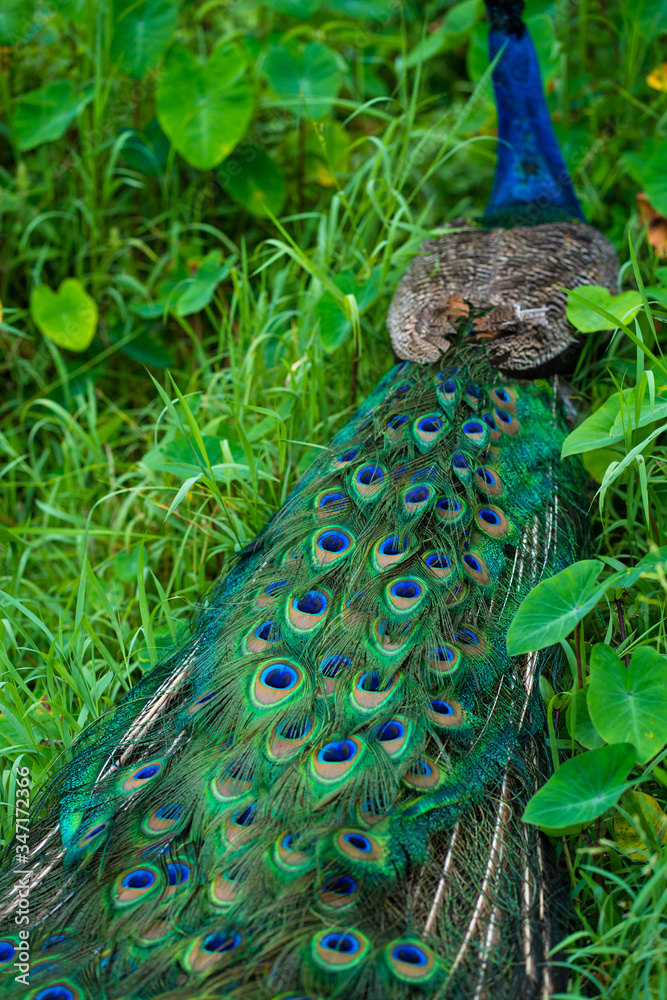 Naklejka premium A beautiful manicured peacock walks in a green bird park.