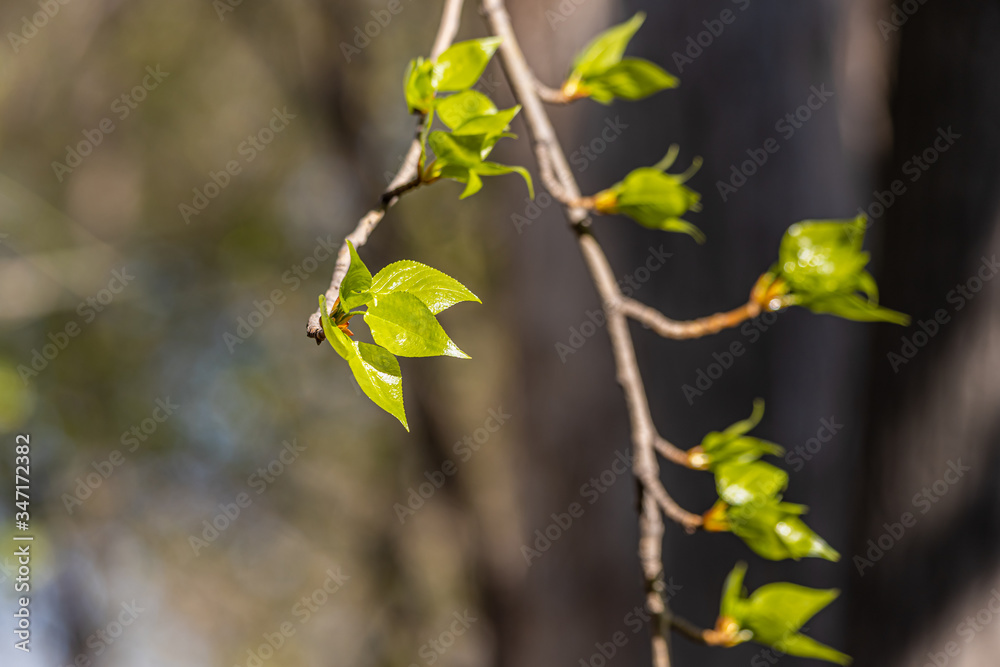 A poplar branch with green fresh leaves and buds is on a blurred background in a park in spring A poplar branch with green fresh leaves and buds is on a blurred background in a park in spring