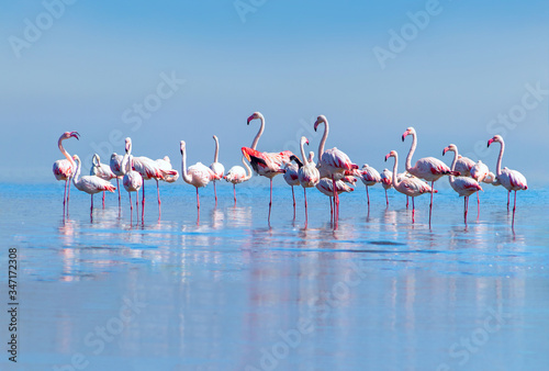 Wild african birds. Group birds of pink african flamingos walking around the blue lagoon