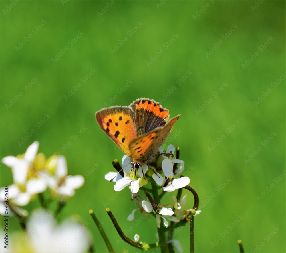 butterfly on flower butterfly on flower