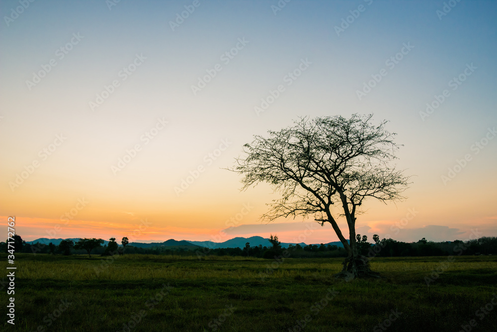 lonely tree in the field at sunset