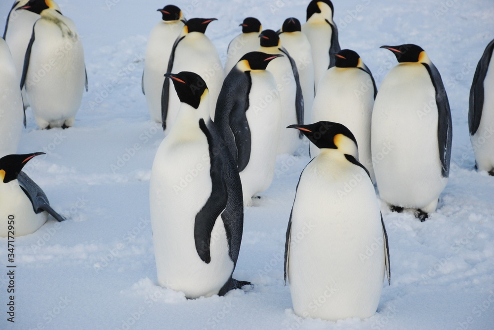 Fototapeta premium group of emperor penguins