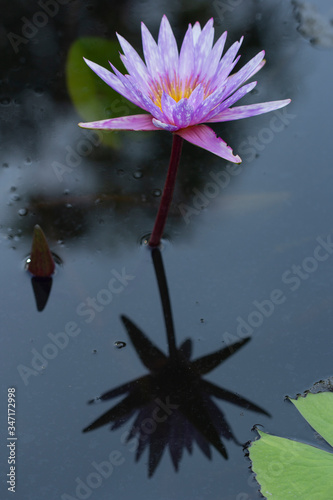purple lotus in the river