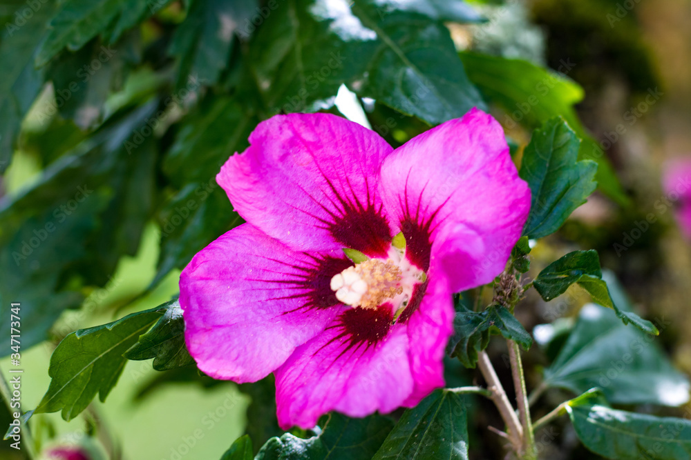 Fleur d’hibiscus Fleur d’hibiscus