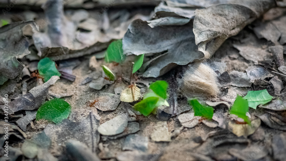 Leafcutter Ants crossing the road Leafcutter Ants crossing the road