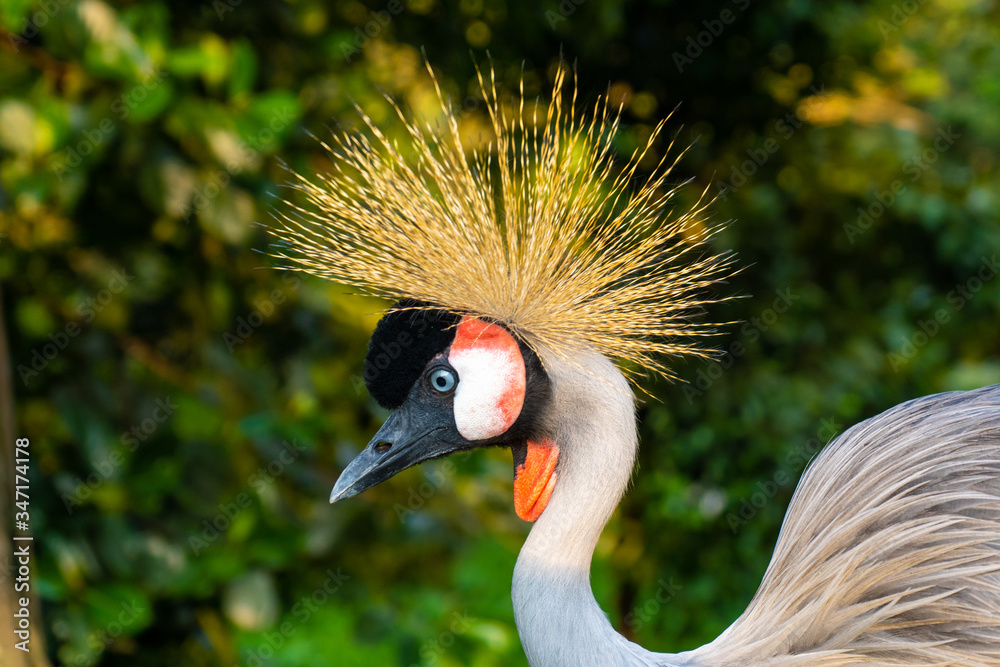 Fototapeta premium Crowned Crane walks in a green park