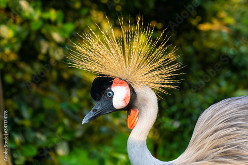 Crowned Crane walks in a green park