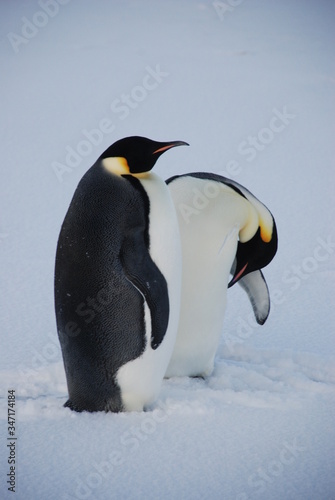 penguin on the snow