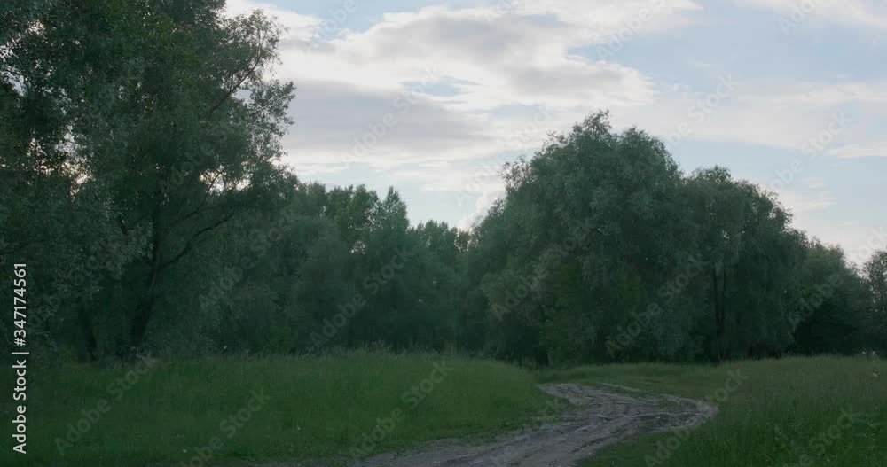 Blooming popplar forest with a blue cloudy sky Blooming popplar forest with a blue cloudy sky