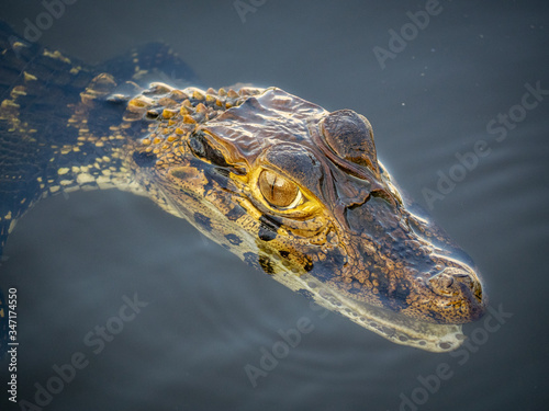 Black cayman swimming in a lake photo