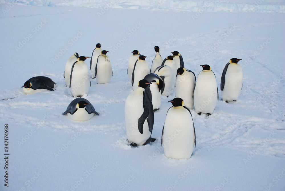 Fototapeta premium emperor penguins in antarctica