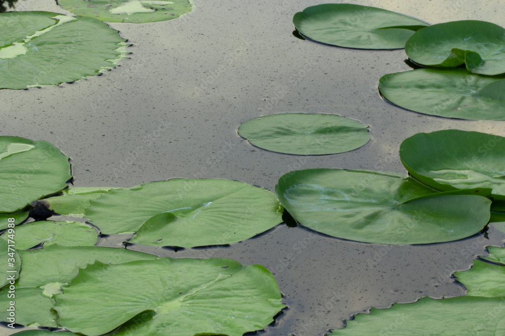lotus leaf lotus leaf