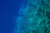 Top view on scuba divers group swimming who exploring deep dark ocean blue water near a coral reef. Male and female in flippers examines the seabed. Dive. Active life. Shot through air bubbles.