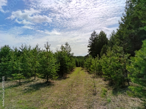 trail near the forest among young green pines against a blue sky with clouds on a sunny day