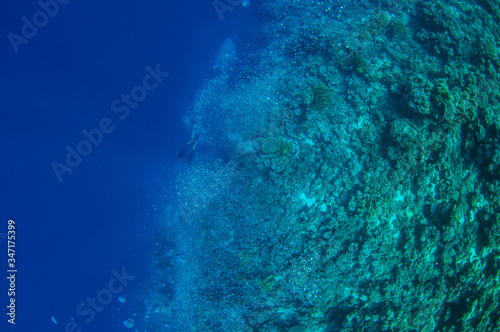 Top view on scuba divers group swimming who exploring deep dark ocean blue water near a coral reef. Male and female in flippers examines the seabed. Dive. Active life. Shot through air bubbles. © Ded Pixto