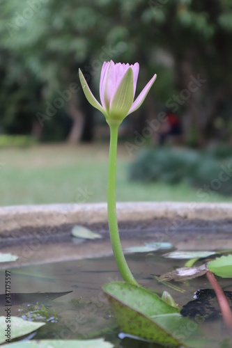 Lotus Flower. Henarathgoda Botanical Garden. Sri Lanka photo