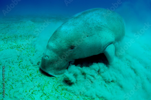 Close view on cute and amazing dugong.Underwater shot. Looking on quite rare ocean animal who eating seagrass underwater. The huge sea cow. Dugon. Underwater fauna and flora. Active life. Wildlife.