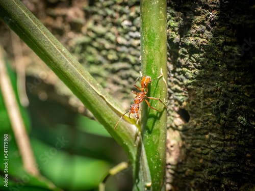 Red Army Ants in Peru