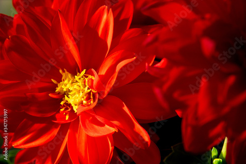 Dahlia blooming in summer and autumn season, family chamomile