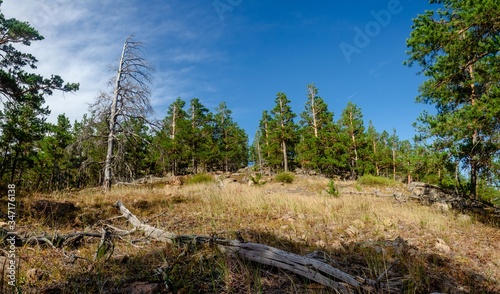 sunny meadow with dry branches and a green spruce forest in the background with clouds and blue sky