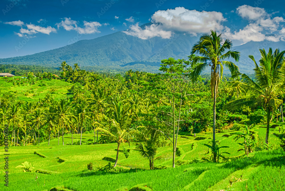 The green and lush rice terraces of Jatiluwih in Bali, Indonesia