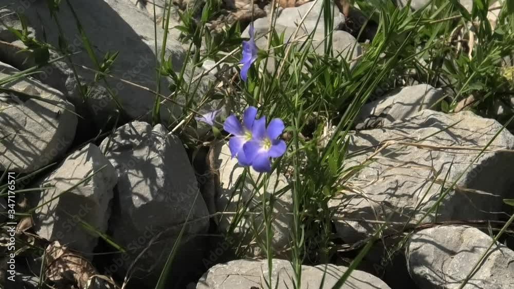 linum alpinum
