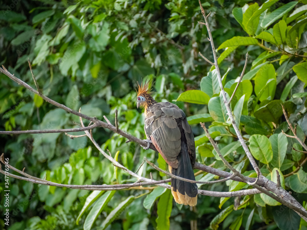 Hoatzin Bird sitting on a tree branch Hoatzin Bird sitting on a tree branch