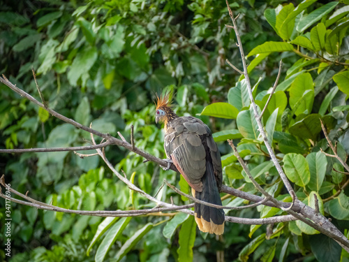 Hoatzin Bird sitting on a tree branch photo