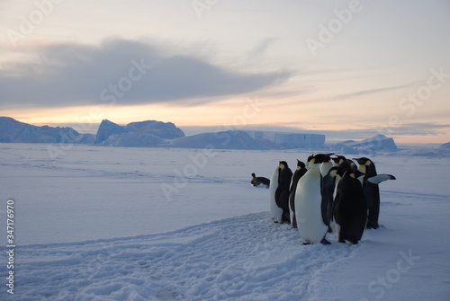 emperor penguins in antarctica © Lev