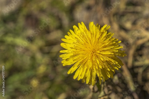 Close up view of beautiful yellow dandelion isolated on background. Gorgeous nature backgrounds.