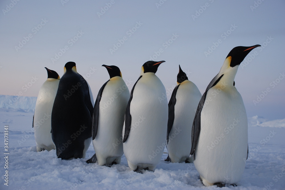 Fototapeta premium emperor penguins in antarctica