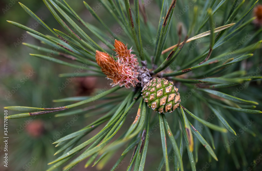 Baby pine cone growing in spring. Closeup. Macro. Baby pine cone growing in spring. Closeup. Macro.