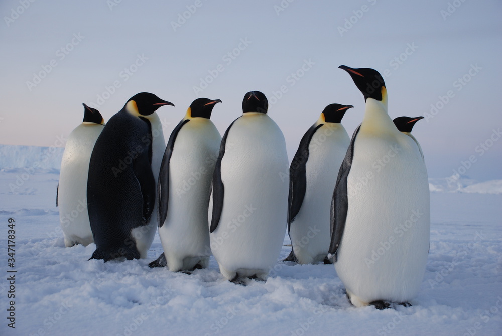 Obraz premium group of penguins