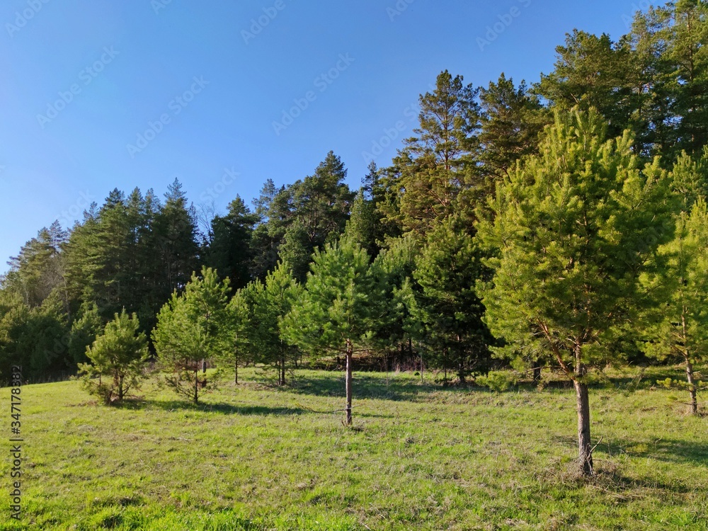 green meadow near the forest on a sunny day against the blue sky
